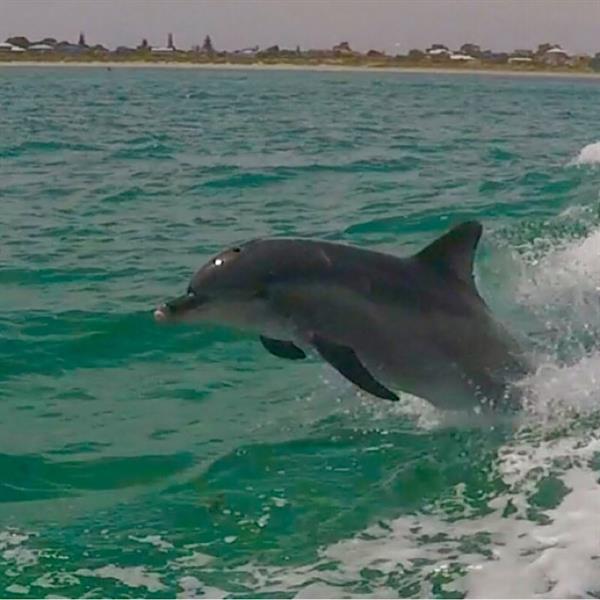 Swim with Dolphins in the Wild